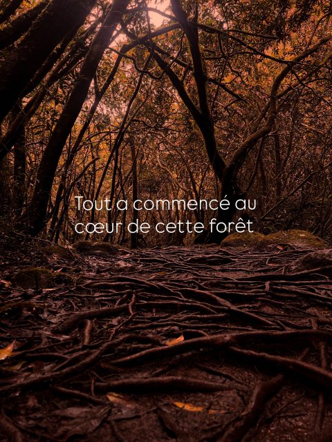 Les images ont cette énergie qu’aucun mot ne peut traduire, elles me guident visuellement pour créer, ressentir, laisser parler mon art intuitivement…
C’est lors d’une magnifique balade pluvieuse au cœur de l’île intense, où l’humidité a dévoilé ces courbes complexes, ce chaos organique, qui m’a profondément inspirée pour dessiner ce projet…Car la nature recèle d’une puissance particulière 🧡
Et toi ? Ça te dirais de retranscrire une image en un ornement puissant ? 🫶🏼
#toulousetattoo #tribalornemental #tribaltattoo #ornementaltattoo #foresttattoo